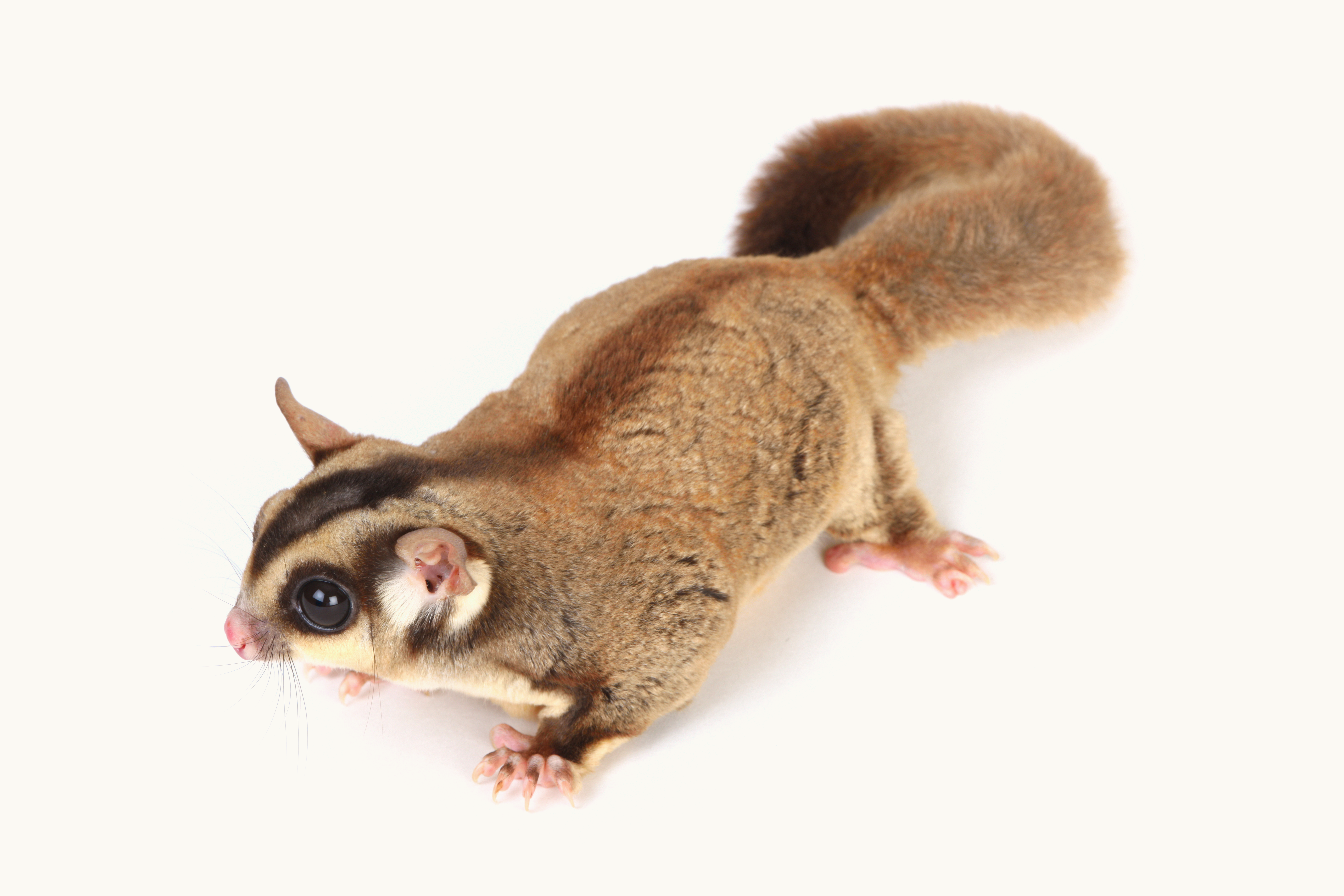 sugar-glider